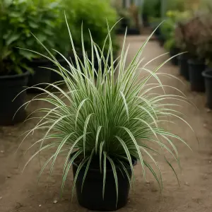 Carex brunnea 'Variegata'