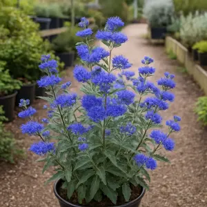 Caryopteris × clandonensis Heavenly Blue