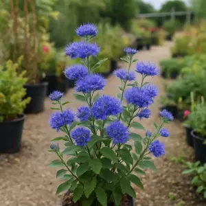 Caryopteris × clandonensis Stephi
