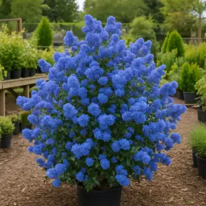 Ceanothus thyrsiflorus 'Skylark'