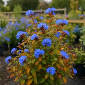 Ceratostigma willmottianum