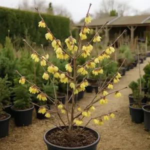 Chimonanthus praecox