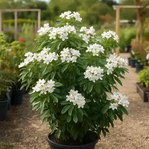 Choisya ternata 'Lich'