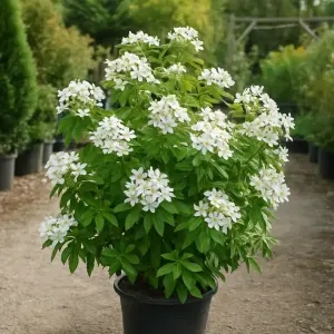 Choisya ternata