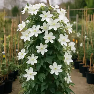 Clematis 'Avalanche'