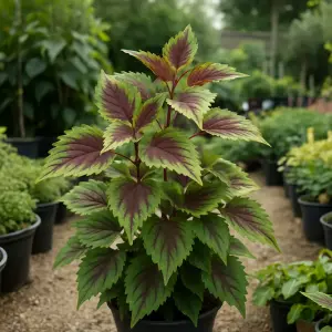 Coleus Verpiss-Dich (Cat scared) (Plectranthus)