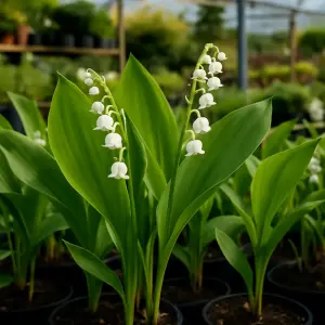 Convallaria majalis