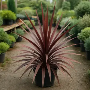 Cordyline australis 'Red Star'