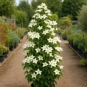 Cornus kousa 'Flower Tower'