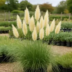 Cortaderia selloana 'Tiny Pampa'