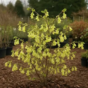 Corylopsis pauciflora