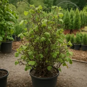 Corylus avellana 'Medusa'