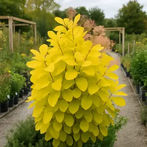 Cotinus coggygria 'Golden Lady'