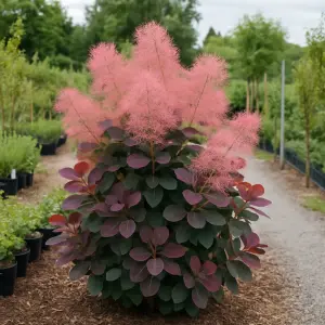 Cotinus coggygria 'Lilla'