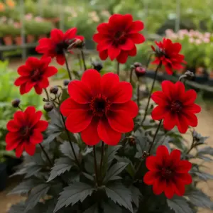 Dahlia Grande Chocolat Red