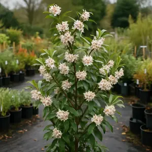Daphne bholua 'Jacqueline Postill'