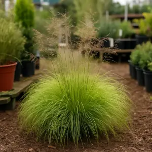 Deschampsia flexuosa 'AmiLime'