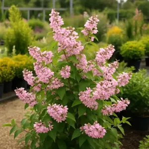 Deutzia Million Stars 'Pink Cloud'
