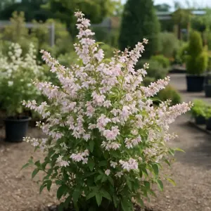 Deutzia 'Yuki Cherry Blossom'