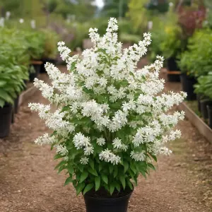 Deutzia 'Yuki Snowflake'
