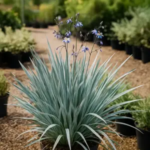 Dianella revoluta 'Coolvista'