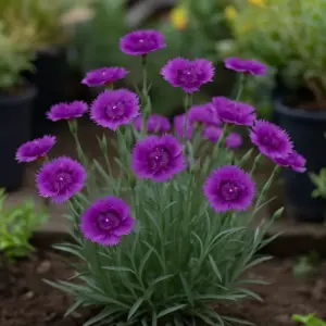 Dianthus  'Purple Wedding'
