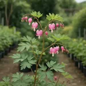 Dicentra spectabilis 'Rose'