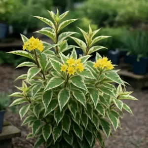 Diervilla sessilifolia 'Cool Splash'