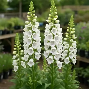 Digitalis Hanabee White