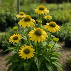 Echinacea  'Bolero Yellow'