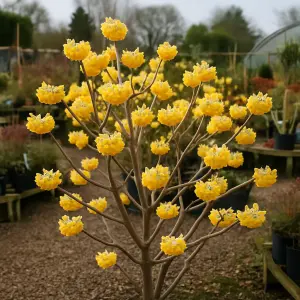 Edgeworthia chrysantha 'Honey Sunshine'