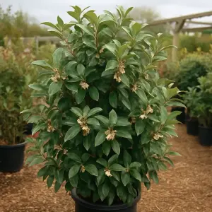 Elaeagnus × ebbingei Vivileg