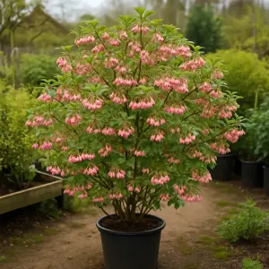 Enkianthus campanulatus 'Prettycoat'®