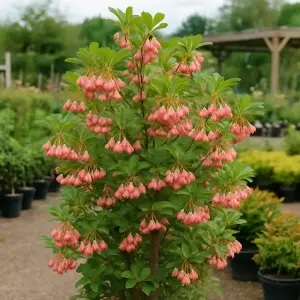 Enkianthus campanulatus