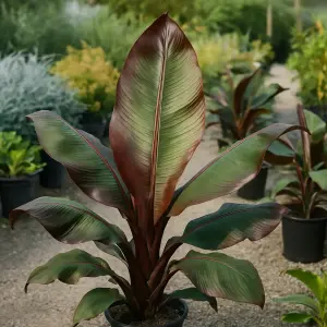 Ensete Maurelli Red Banana
