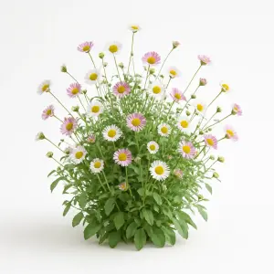 Erigeron karvinskianus 'Profusion'
