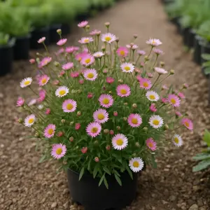 Erigeron karviskianus