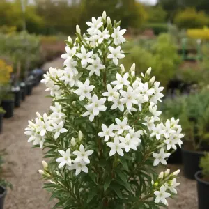 Eriostemon myoporoides 'Flower Girl White'