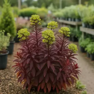 Euphorbia  'Miner's Merlot'