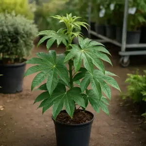 Fatsia polycarpa 'Green Fingers'