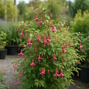 Fuchsia Riccartonii
