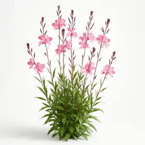 Gaura  'Siskiyou Pink'