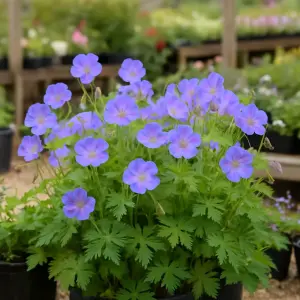 Geranium  'Azure Rush'