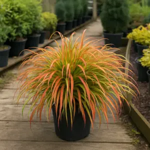 Hakonechloa macra 'Nicolas'