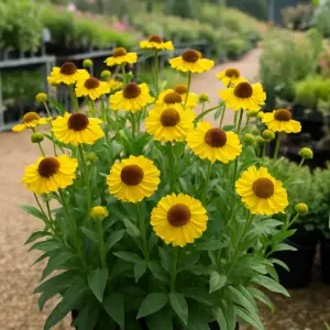 Helenium  'Moerheim Beauty'