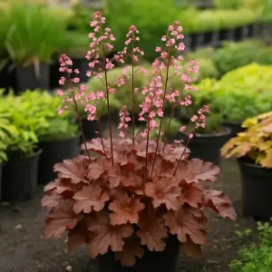 Heuchera  'Cherry Cola'