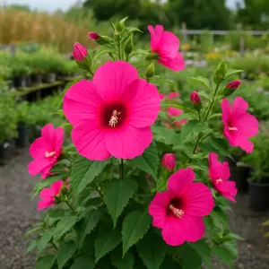 Hibiscus  'Extreme Hot Pink'