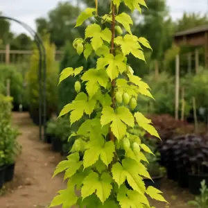 Humulus Lupulus 'Aurea'