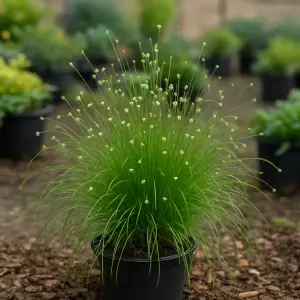 Isolepis cernua