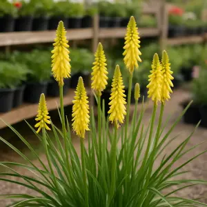 Kniphofia  'Lemon Popsicle'